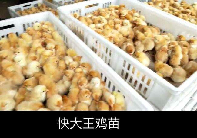 廣州雞苗養殖，公司技術實力雄厚