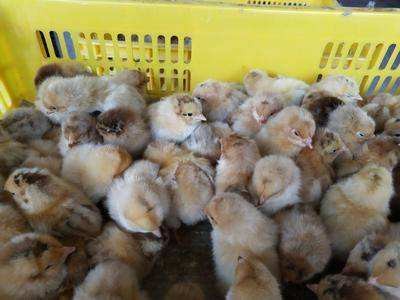 廣州麻黃雞苗批發，累積多年養殖經驗