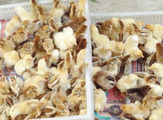 廣州雞苗批發，免費提供技術指導