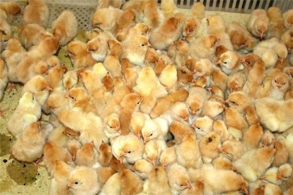 廣州草雞苗出售，保障雞苗品種正宗