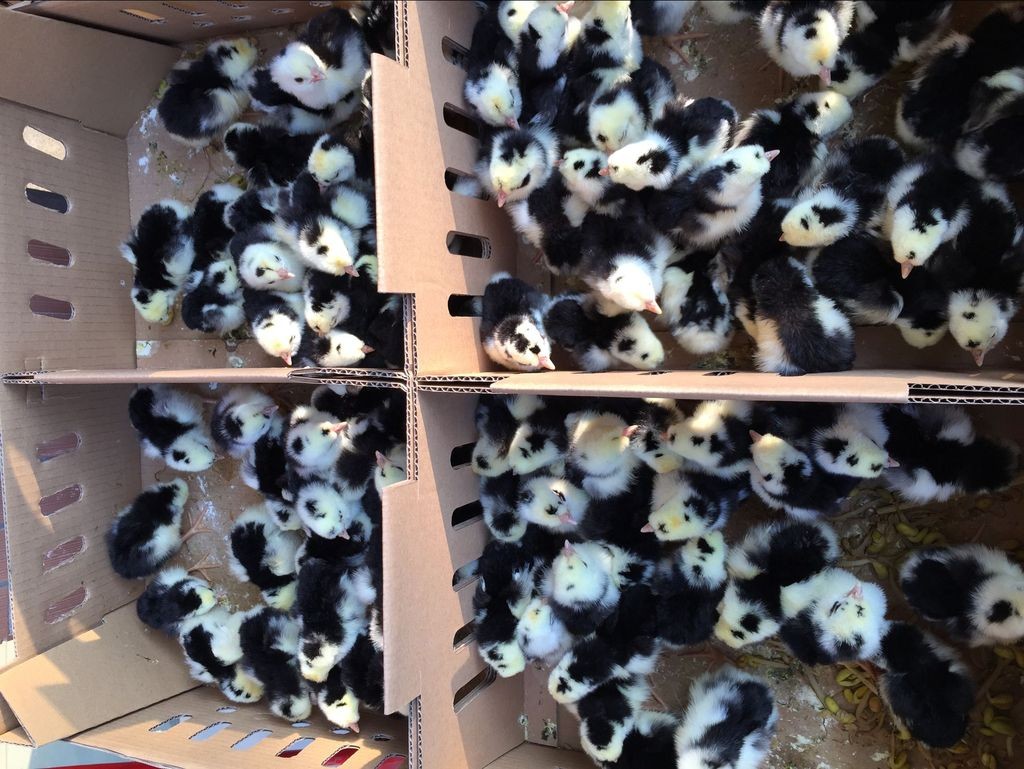 廣州雞苗養殖場，保證產品質量