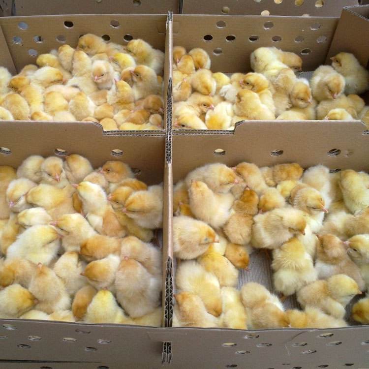 廣州快大黃雞苗養殖，擁有自己的雞苗孵化場養殖地