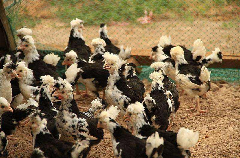 廣州雞苗孵化銷售，推動養殖戶的發展