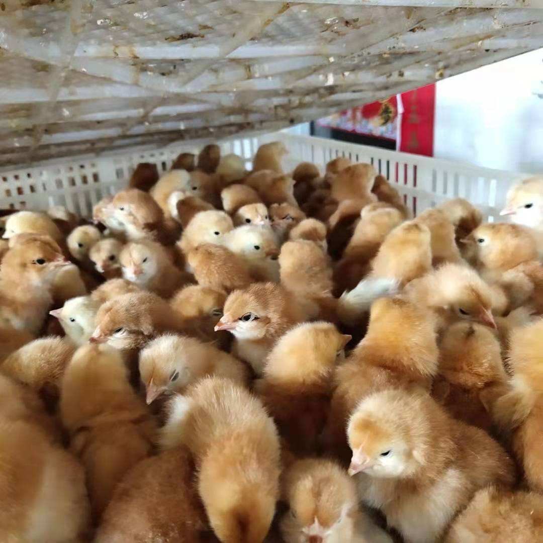 廣州雞苗孵化出售，均勻度高，成活率高