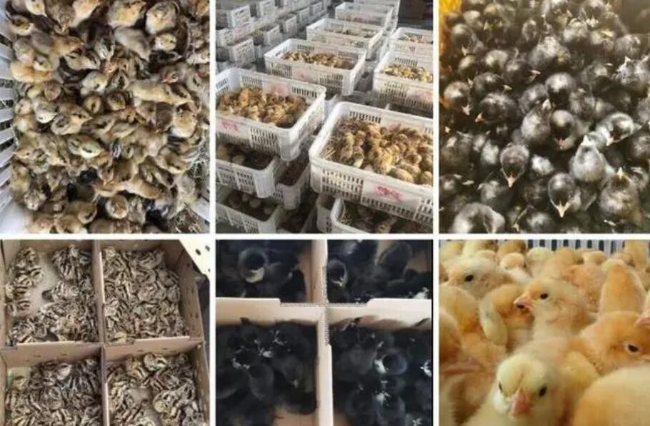 廣州青腳土雞苗銷售，提供養殖技術 回收付款