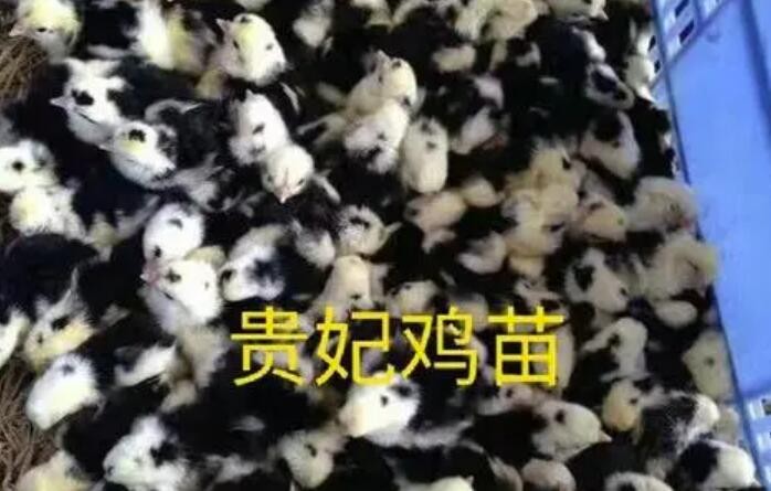 廣州雞苗孵化廠家電話，廣州品種齊全、雞苗價格價格合理
