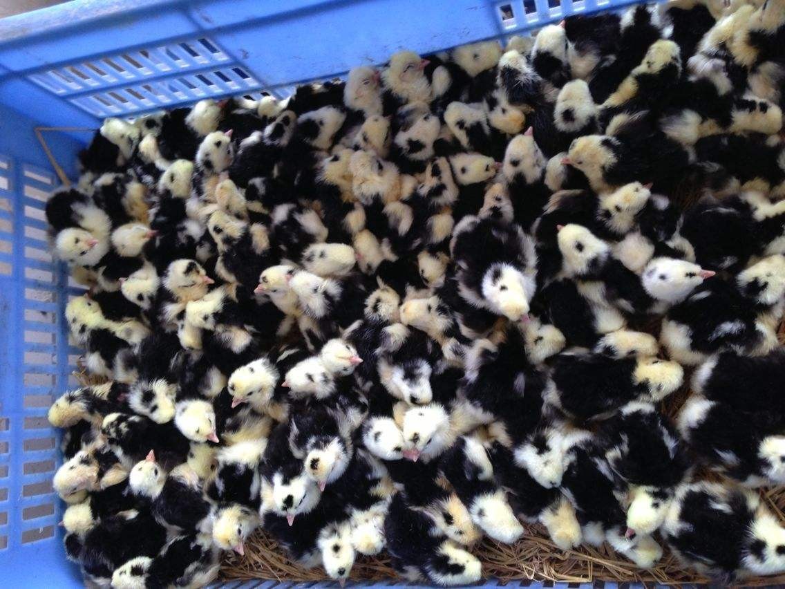 廣州雞苗孵化供應，實力雄厚，重信用、守合同