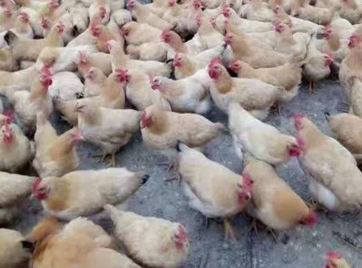 廣州雞苗孵化供應，多品種經營特色