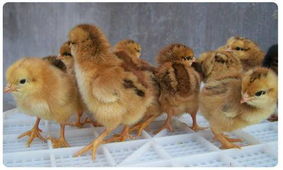 廣州土雞苗供應，雞苗成活率高，專業養殖基地