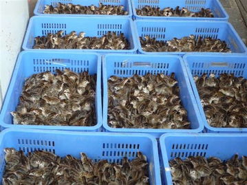 廣州黑鳳雞苗價格，品質純正，成活率高