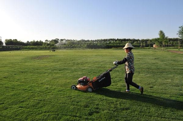 遼甯省遼陽專業草坪種植，品質就是好，物美又價廉