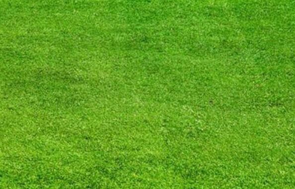 梅河口優質草坪卷供應，專業值得信賴