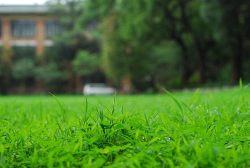 長春市草坪基地，價格更低，服務周到