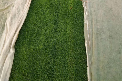 通化草坪鋪栽，是一家專業生産草坪的産地