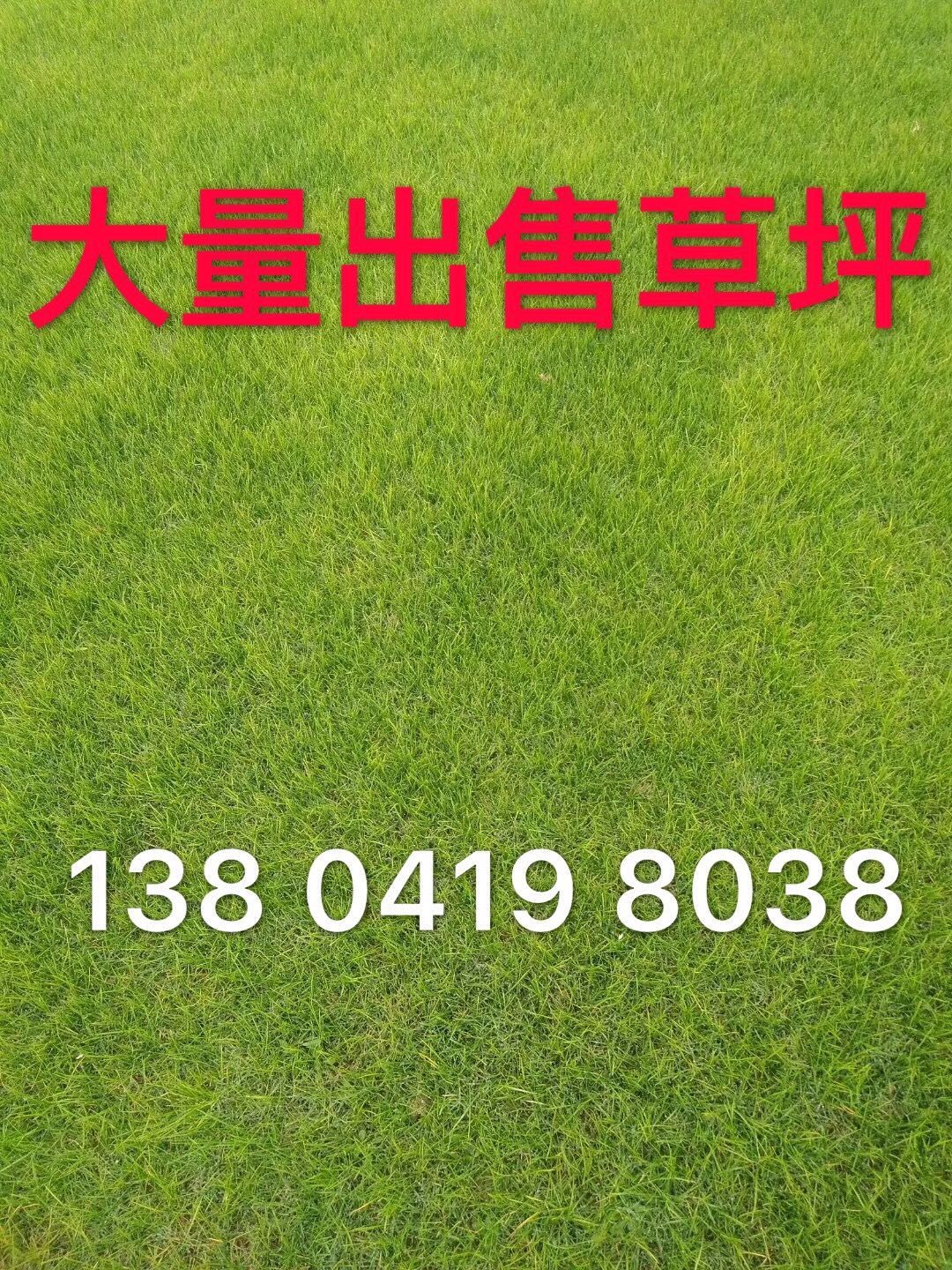 遼陽草坪，大連草坪，錦州草坪