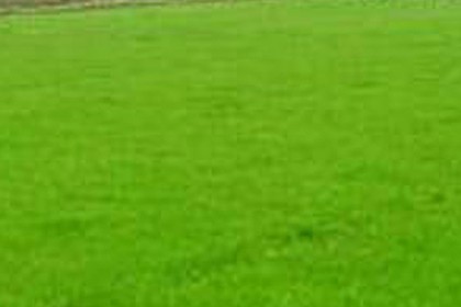 遼陽草坪價格咨詢，種類多樣草坪提供