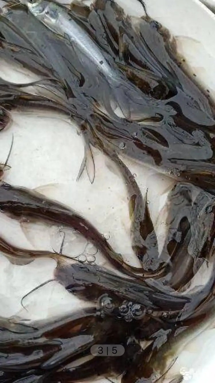 河南美國斑點叉尾回魚苗養殖，多年經驗值得信賴