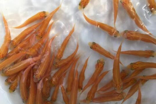 太康紅草魚苗提供，產量高，適應力強