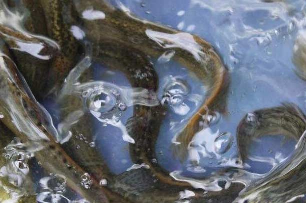 河南泥鳅魚苗銷售，提供科學養殖技術