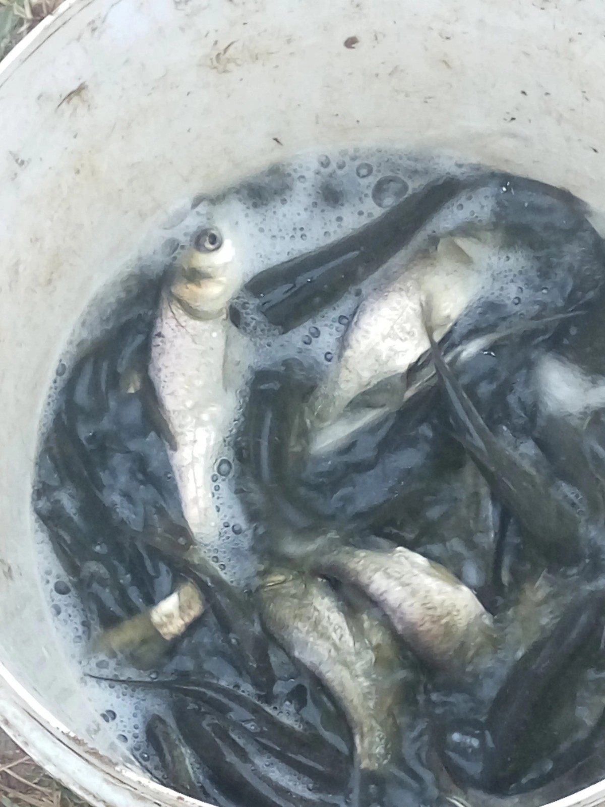 河南鲢魚苗養殖，用心隻為更好服務