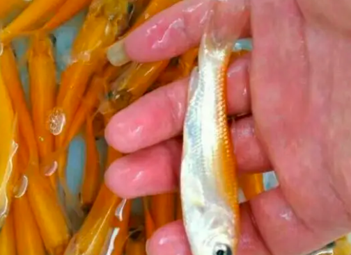 安陽紅草魚養殖技術，提供科學養殖技術