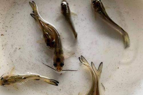 河南美國斑點叉尾回魚苗繁殖，獲得客戶高度評價