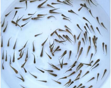 河南紅草魚苗銷售，從事水産養殖技術20多年，經驗足