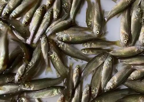 信陽藍草魚苗銷售價格，現捕現發，價格實惠
