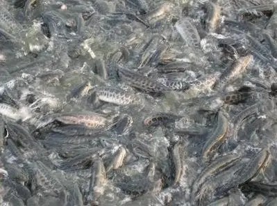 河南黑魚苗培育方法，河南黑魚給您放心到位的苗培服務品質