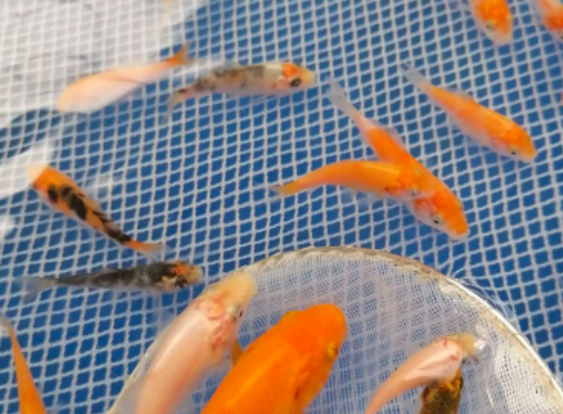 洛陽養殖錦鯉魚技術，提供科學養殖技術