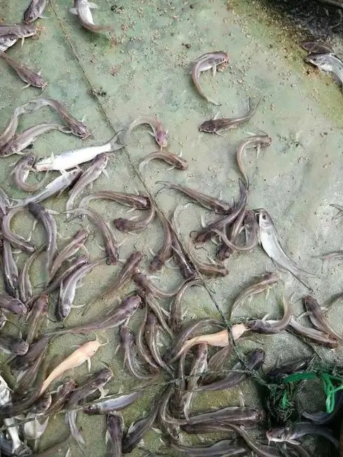 河南美國斑點叉尾回魚苗技術，專業值得信賴