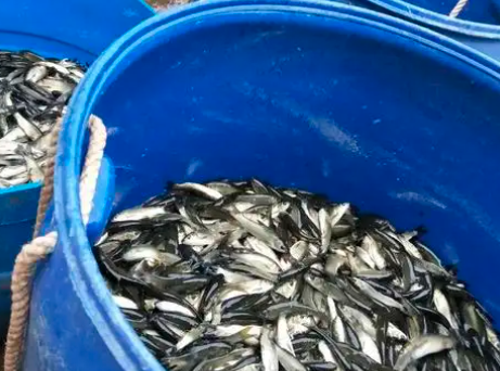信陽藍草魚養殖成本，現捕現發，價格實惠