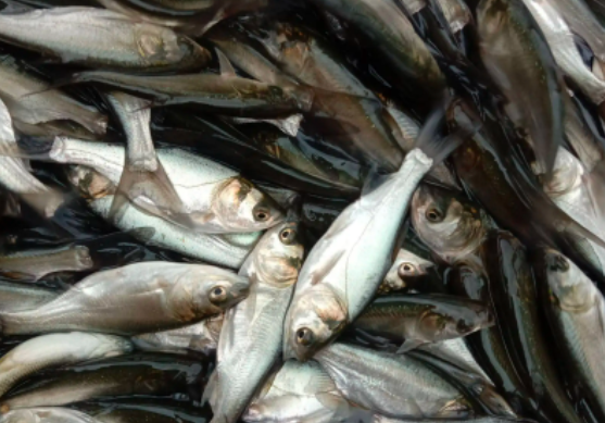 太康花白鲢魚養殖成本，品種齊全，價格優惠