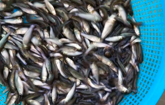 信陽藍草魚養殖成本，可貨到付款