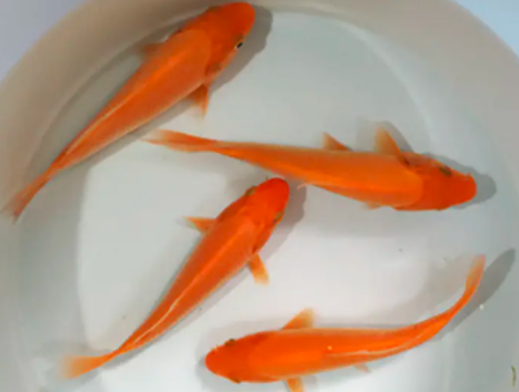 洛陽錦鯉魚怎麼養，包成活，全程技術指導
