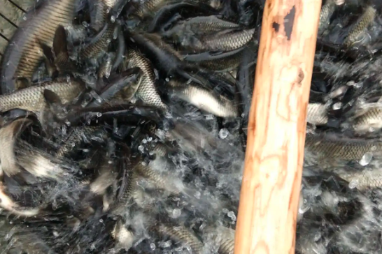 信陽藍草魚苗銷售價格，提供科學養殖技術