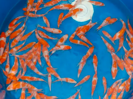 洛陽養殖錦鯉魚賺錢的方法，成活率高