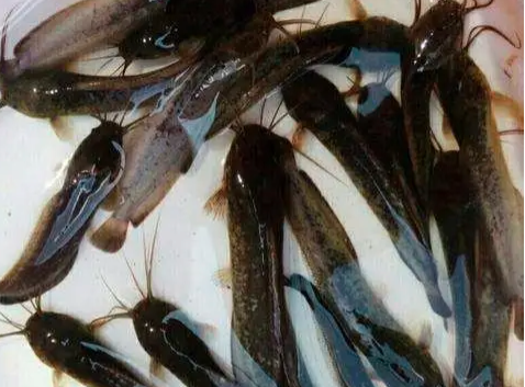 河南八胡鲶魚養殖技術，提供科學養殖技術