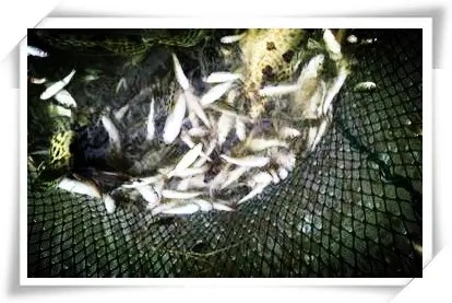 河南花白鲢魚苗苗銷售，科學的養殖方法