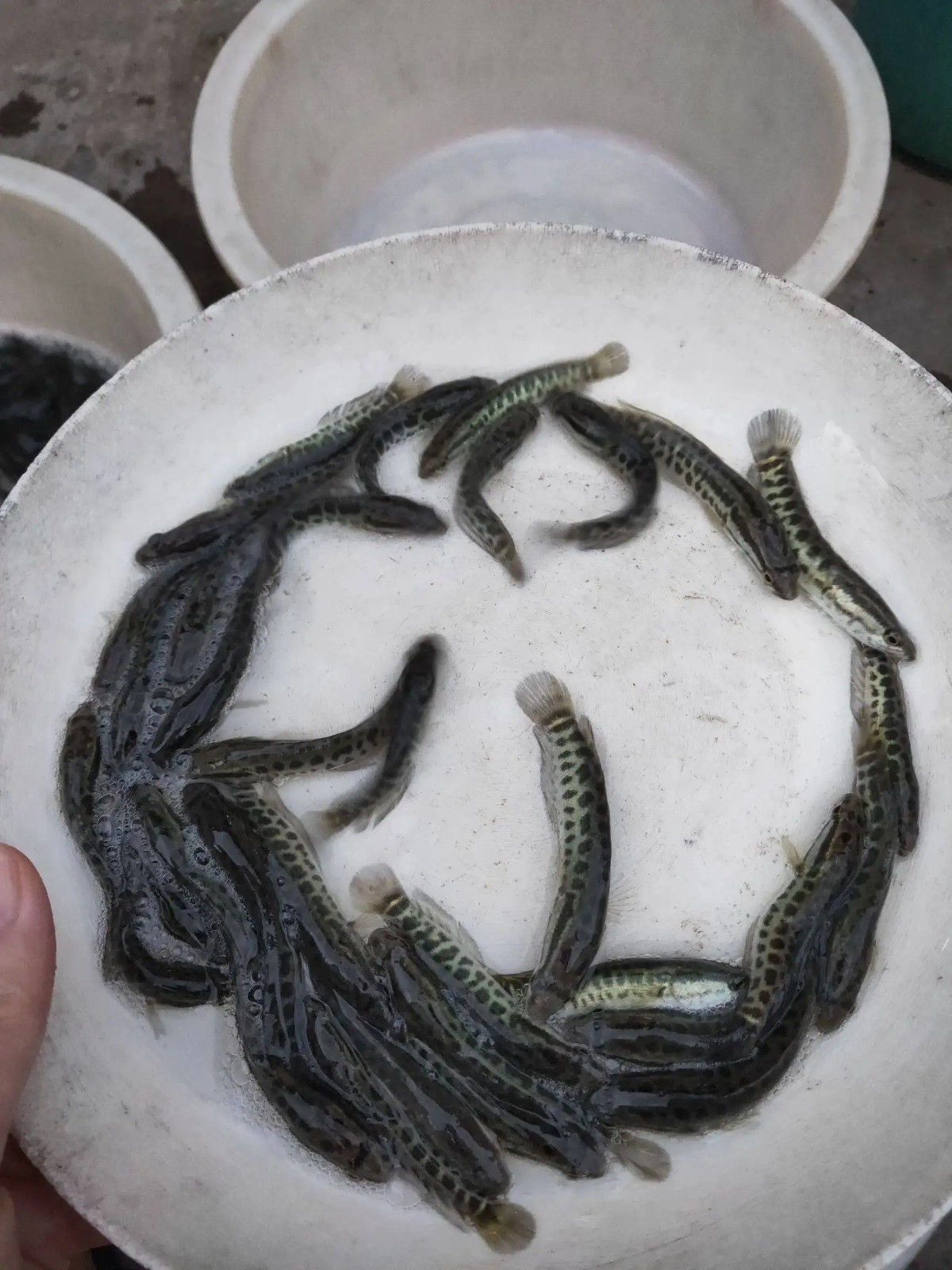 河南黑魚苗培育養殖，一站式服務