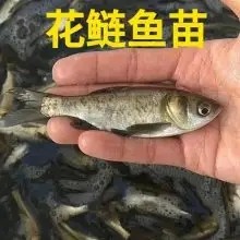 河南花白鲢魚苗廠家，生長迅速，高産穩産