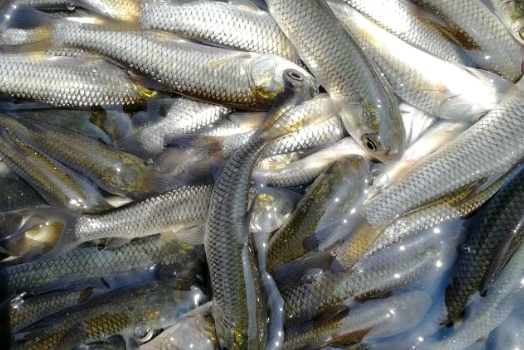 信陽養殖藍草魚技術，包成活，全程技術指導