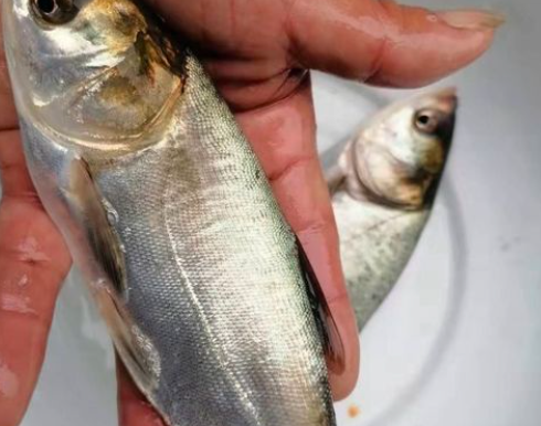 太康花白鲢魚養殖技術，可貨到付款