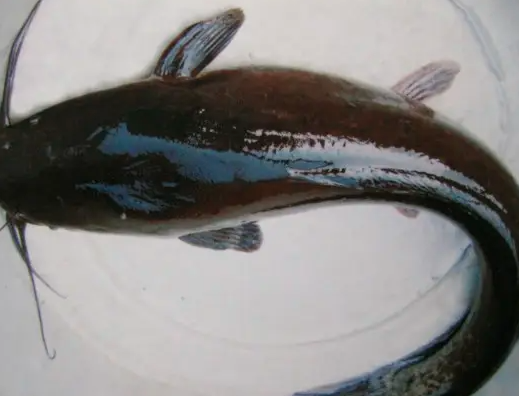 河南八胡鯰魚怎么養，包成活，全程技術指導
