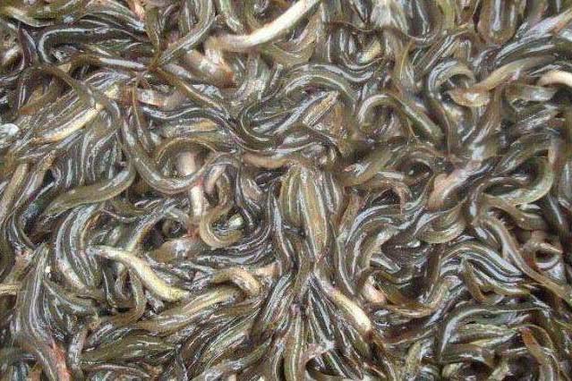 河南泥鳅魚苗銷售價格，低成本，适合各省各地飼養