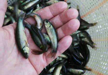 太康淡水魚苗養殖，生長迅速，高産穩産