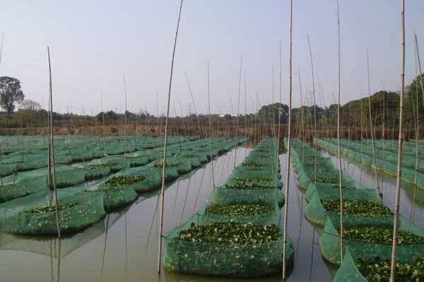 河南泥鰍魚養殖技術，品種齊全，價格優惠