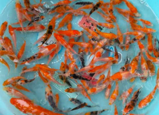 安陽紅草魚養殖技術，提供科學養殖技術