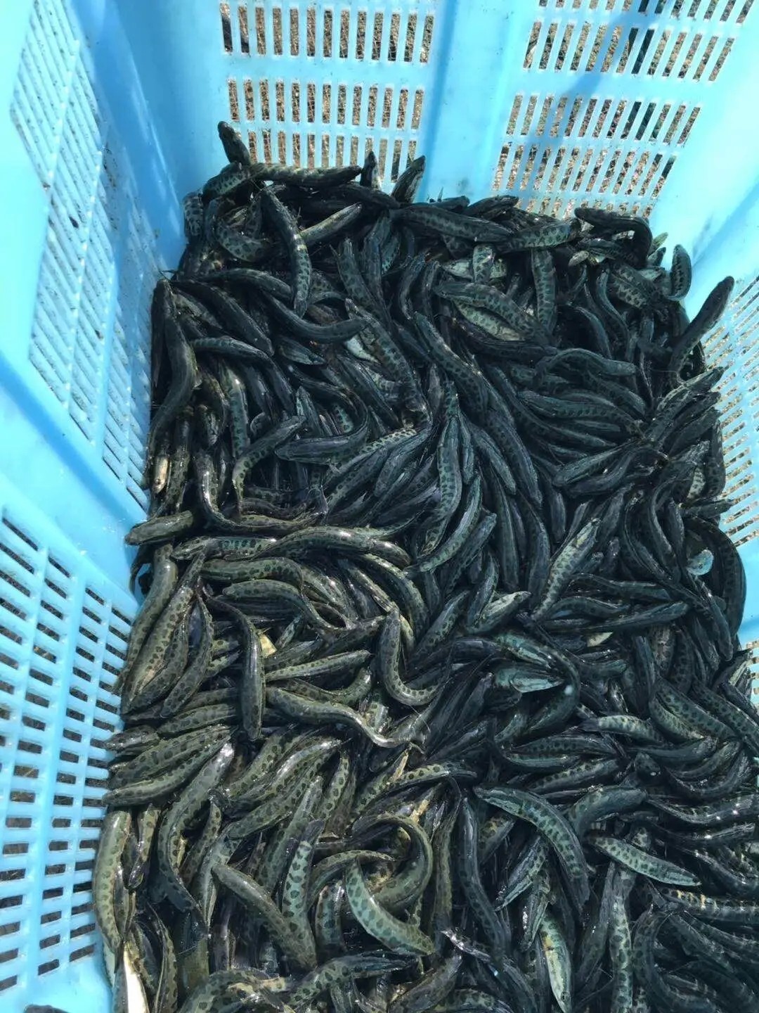 河南黑魚苗培育技術，河南黑魚給您放心到位的苗培服務品質