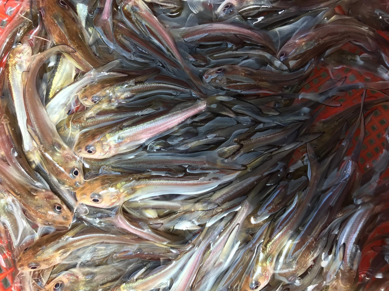 河南美國斑點叉尾回魚苗養殖，產品質量嚴格把關